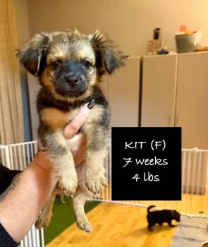 Rescue Chihuahua and Mixed Breed Dogs for Adoption in Richfield, Wisconsin - Kit | PetCurious