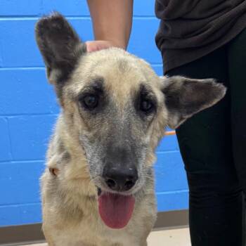 Elle -  German Shepherd Dog Dog for Adoption in Pine Bluff, Arkansas - Elle | PetCurious