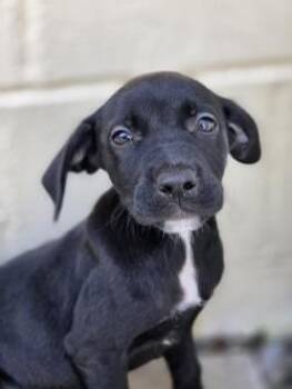 Starburst -  Mixed Breed Dog for Adoption in Savannah, Georgia - Starburst | PetCurious