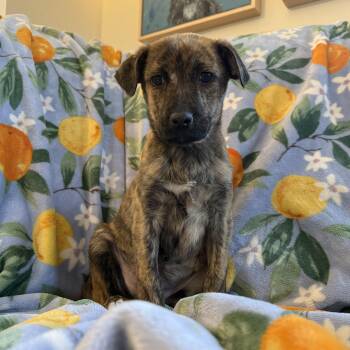 Retriever and Mixed Breed Dogs Available for Adoption - Ethan | PetCurious