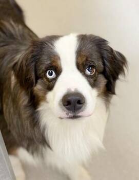 Australian Shepherd Dogs Available for Adoption in Pontiac, Michigan - River | PetCurious