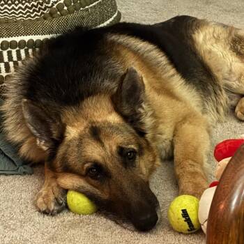 German Shepherd Dog Dogs Available for Adoption in Dallas, Texas - Fleetwood | PetCurious