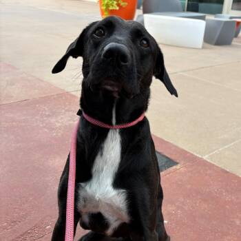 MacGyver -  Mixed Breed Dog for Adoption in Bentonville, Arkansas - MacGyver | PetCurious