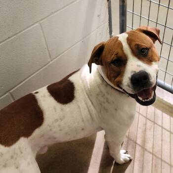 Rescue Pit Bull Terrier Dogs for Adoption in Corydon, Indiana - Dior | PetCurious