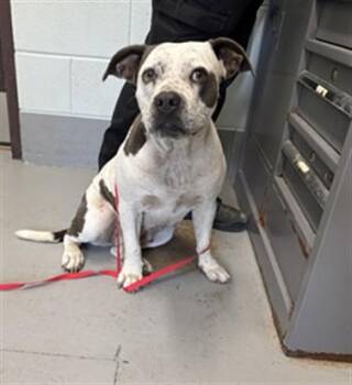 CHICA -  Pit Bull Terrier Dog for Adoption in Corpus Christi, Texas - CHICA | PetCurious