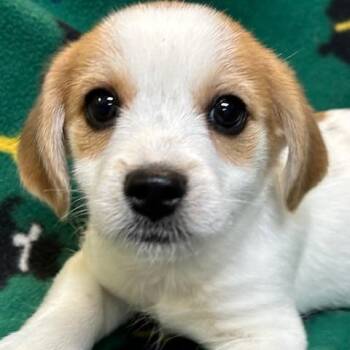 Shih Tzu and Chihuahua Dogs Available for Adoption - Hunter | PetCurious