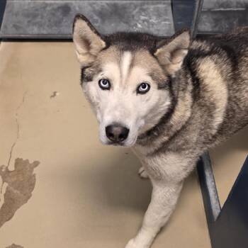 Storm -  Husky Dog for Adoption in Rexburg, Idaho - Storm | PetCurious