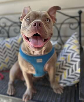 GRUMPYCAT -  French Bulldog Dog for Adoption in Lawrenceville, Georgia - GRUMPYCAT | PetCurious