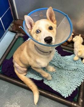 Siberian Husky Dogs Available for Adoption in Sedalia, Colorado - Bonnie | PetCurious