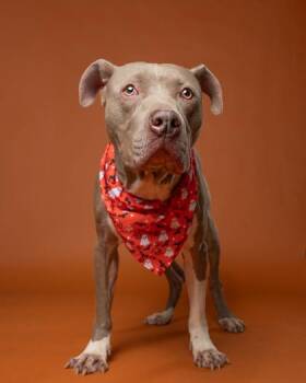 Gourmet -  Pit Bull Terrier and Mixed Breed Dog for Adoption in Atlanta, Georgia - Gourmet | PetCurious