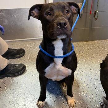 Jimmy -  Pit Bull Terrier and Mixed Breed Dog for Adoption in Tuscaloosa, Alabama - Jimmy | PetCurious