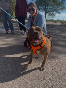 Rescue Mixed Breed Dogs for Adoption in Saint Albans City, Vermont - Porter | PetCurious