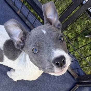 Rescue French Bulldog and American Staffordshire Terrier Dogs for Adoption in Scottsdale, Arizona - Stef | PetCurious