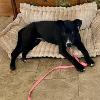 Labrador Retriever and Terrier Dogs Available for Adoption - Jettie | PetCurious