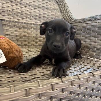 Jan -  Mixed Breed Dog for Adoption in Ponca City, Oklahoma - Jan | PetCurious