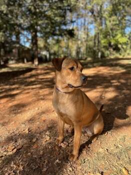 Rescue Mixed Breed Dogs for Adoption in Chamblee, Georgia - Spooks - IN FOSTER | PetCurious