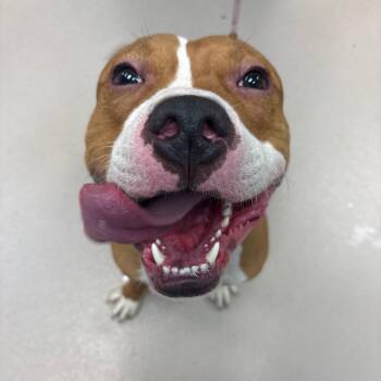 Lemmy -  Pit Bull Terrier and Mixed Breed Dog for Adoption in Newark, New Jersey - Lemmy | PetCurious