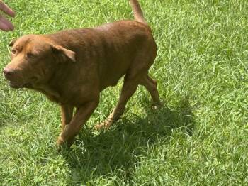 Rescue Labrador Retriever and Mixed Breed Dogs for Adoption in Conroe, Texas - BADDIE BOY | PetCurious
