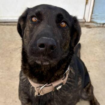 German Shepherd Dog and Labrador Retriever Dogs Available for Adoption in Charles City, Iowa - Scarlett  | PetCurious