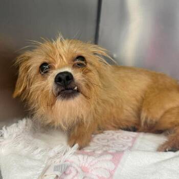 Sunny -  Shih Tzu and Mixed Breed Dog for Adoption in Martinsville, Virginia - Sunny | PetCurious