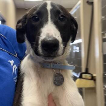 SCR2258 Romeo -  Pointer and Mixed Breed Dog for Adoption in Port Washington, New York - SCR2258 Romeo | PetCurious