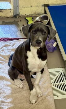 Rescue Hound Dogs for Adoption in Crossville, Tennessee - VIRGIL | PetCurious