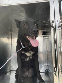 DREAM -  German Shepherd Dog and Mixed Breed Dog for Adoption in Dallas, Texas - DREAM | PetCurious