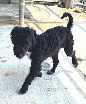 Rocky -  Maltese and Poodle Dog for Adoption in Greenbelt, Maryland - Rocky | PetCurious