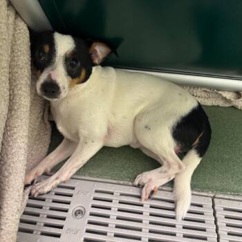 Parson Russell Terrier and Chihuahua Dogs Available for Adoption in West Palm Beach, Florida - Tony Hawk | PetCurious