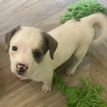 The Sausage Situation -  Wirehaired Terrier and Mixed Breed Dog for Adoption in Fredericksburg, Virginia - The Sausage Situation | PetCurious