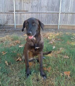 Willow -  Belgian Shepherd Malinois and Labrador Retriever Dog for Adoption in Lockhart, Texas - Willow | PetCurious
