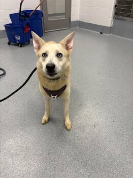 MOON MOON -  German Shepherd Dog and Siberian Husky Dog for Adoption in Indianapolis, Indiana - MOON MOON | PetCurious