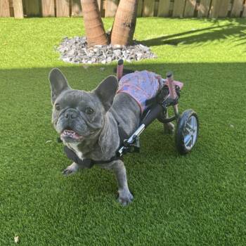Ursula Pink aka Lady 3641 -  French Bulldog Dog for Adoption in Loxahatchee Groves, Florida - Ursula Pink Aka Lady 3641 | PetCurious