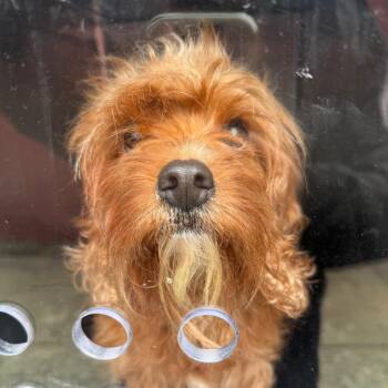 Curlicue -  Mixed Breed Dog for Adoption in Philadelphia, Pennsylvania - Curlicue | PetCurious