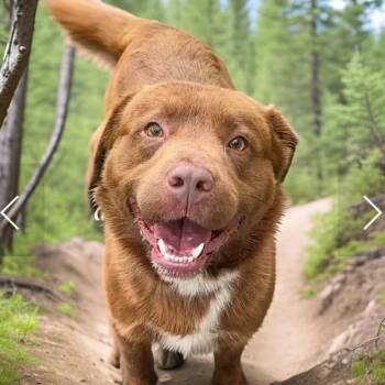 Mixed Breed Dogs Available for Adoption - Yogi | PetCurious