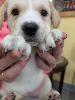 German Shepherd Dog and Mixed Breed Dogs Available for Adoption in Syracuse, Indiana - Chancey | PetCurious