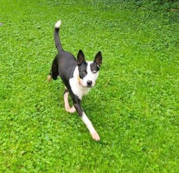 June bug -  Australian Cattle Dog Blue Heeler Dog for Adoption in Merrillville, Indiana - June Bug | PetCurious