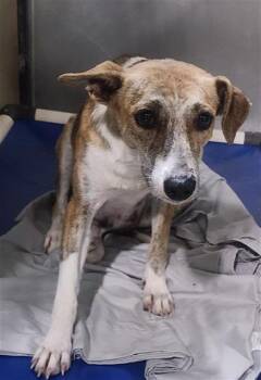 Rescue Terrier and Whippet Dogs for Adoption in Thousand Oaks, California - Ophelia - URGENT!! | PetCurious