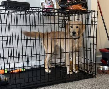 Juno Griffin -  Golden Retriever and Standard Poodle Dog for Adoption in Milton, Georgia - Juno Griffin | PetCurious