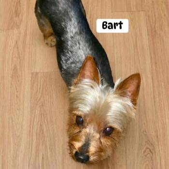 Bart -  Yorkshire Terrier Dog for Adoption in Brewton, Alabama - Bart | PetCurious