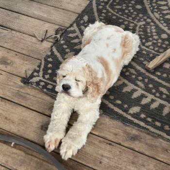 Buffy -  Cocker Spaniel Dog for Adoption in Grove, Oklahoma - Buffy | PetCurious