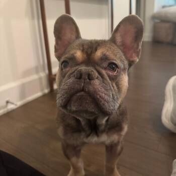 Echo -  French Bulldog Dog for Adoption in Los Angeles, California - Echo | PetCurious