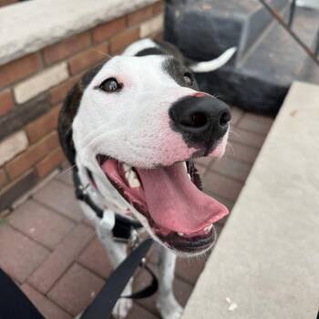 Bella Swan -  Hound and Mixed Breed Dog for Adoption in Jersey City, New Jersey - Bella Swan | PetCurious