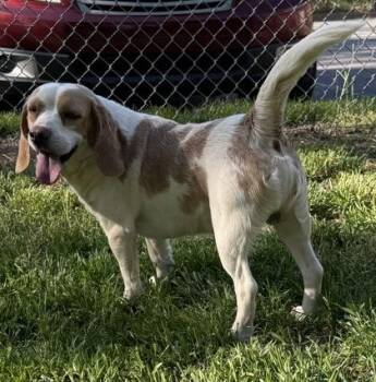 Beagle and Mixed Breed Dogs Available for Adoption - Banjo | PetCurious