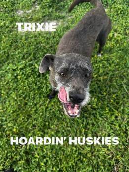Miniature Schnauzer Dogs Available for Adoption in Sumter, South Carolina - Trixie | PetCurious