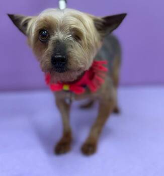 Yorkshire Terrier Dogs Available for Adoption in Holly Springs, Georgia - Pixie | PetCurious