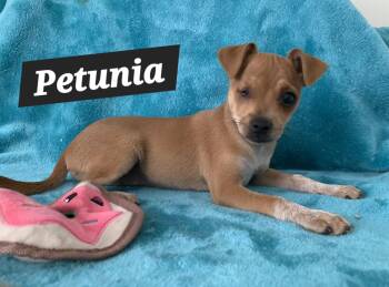 Petunia -  Chihuahua and Terrier Dog for Adoption in Tracy, California - Petunia | PetCurious