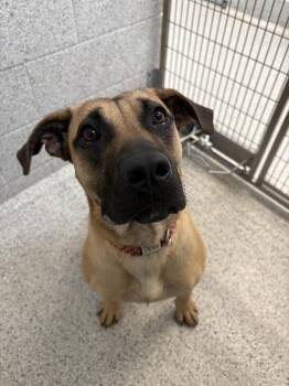 Julie Andrews -  Great Dane Dog for Adoption in Bowling Green, Ohio - Julie Andrews | PetCurious