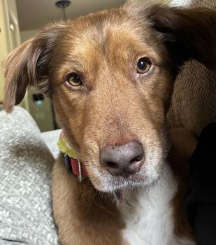 Korra -  Australian Shepherd Dog Available for Adoption in Kiowa, Oklahoma - Korra | PetCurious