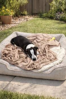 Nene -  Mixed Breed Dog for Adoption in New Orleans, Louisiana - Nene | PetCurious